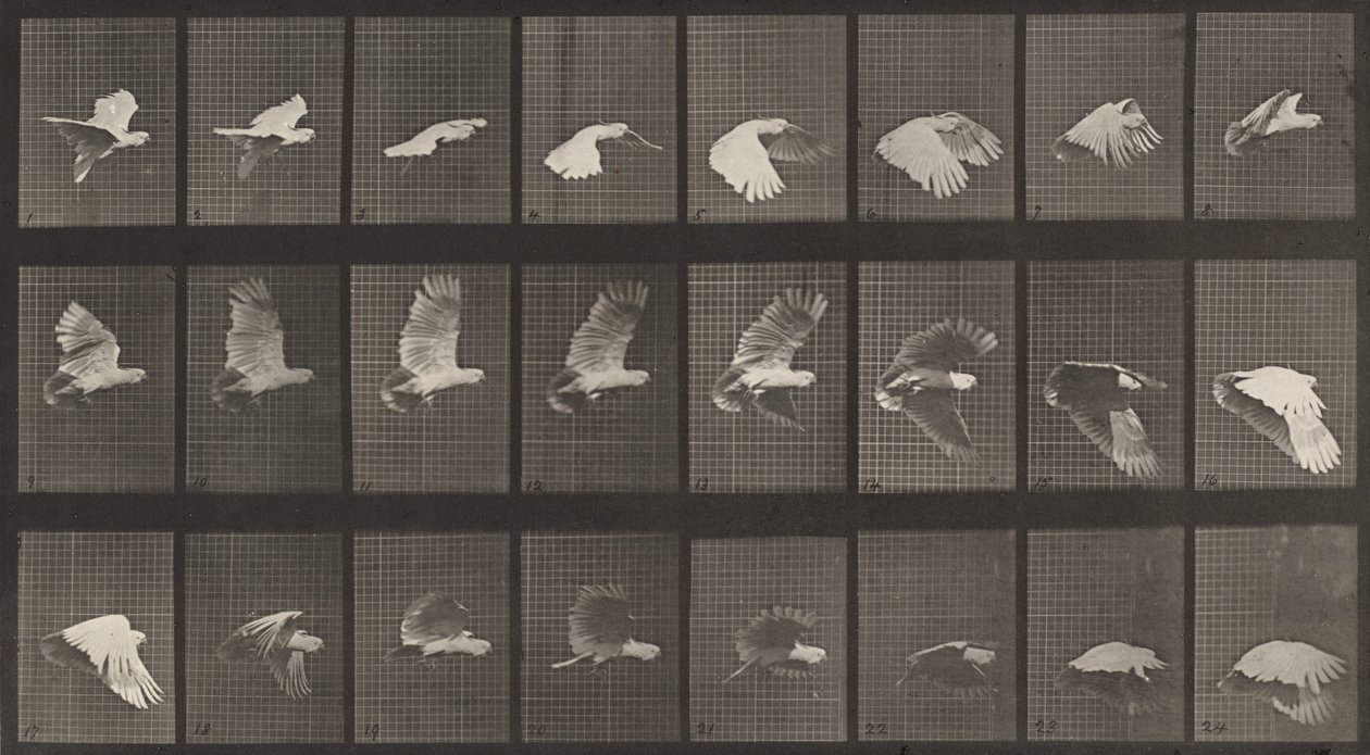 Číslo desky 758. Létání kakadu, 1887. od Eadweard Muybridge