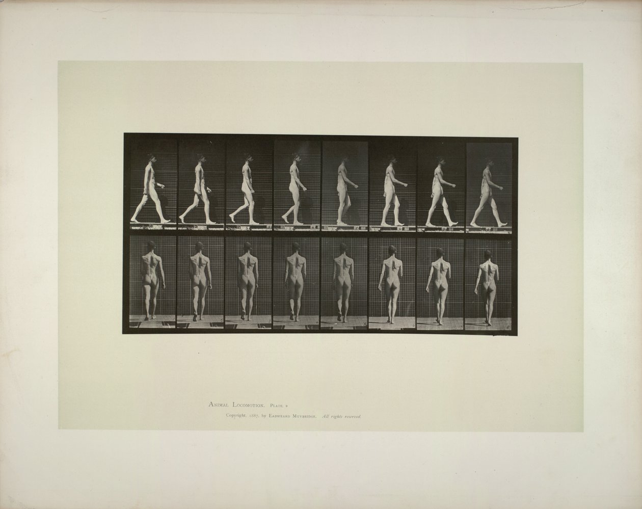 Pohyb zvířat: látka pánve mužů, 1887. od Eadweard Muybridge
