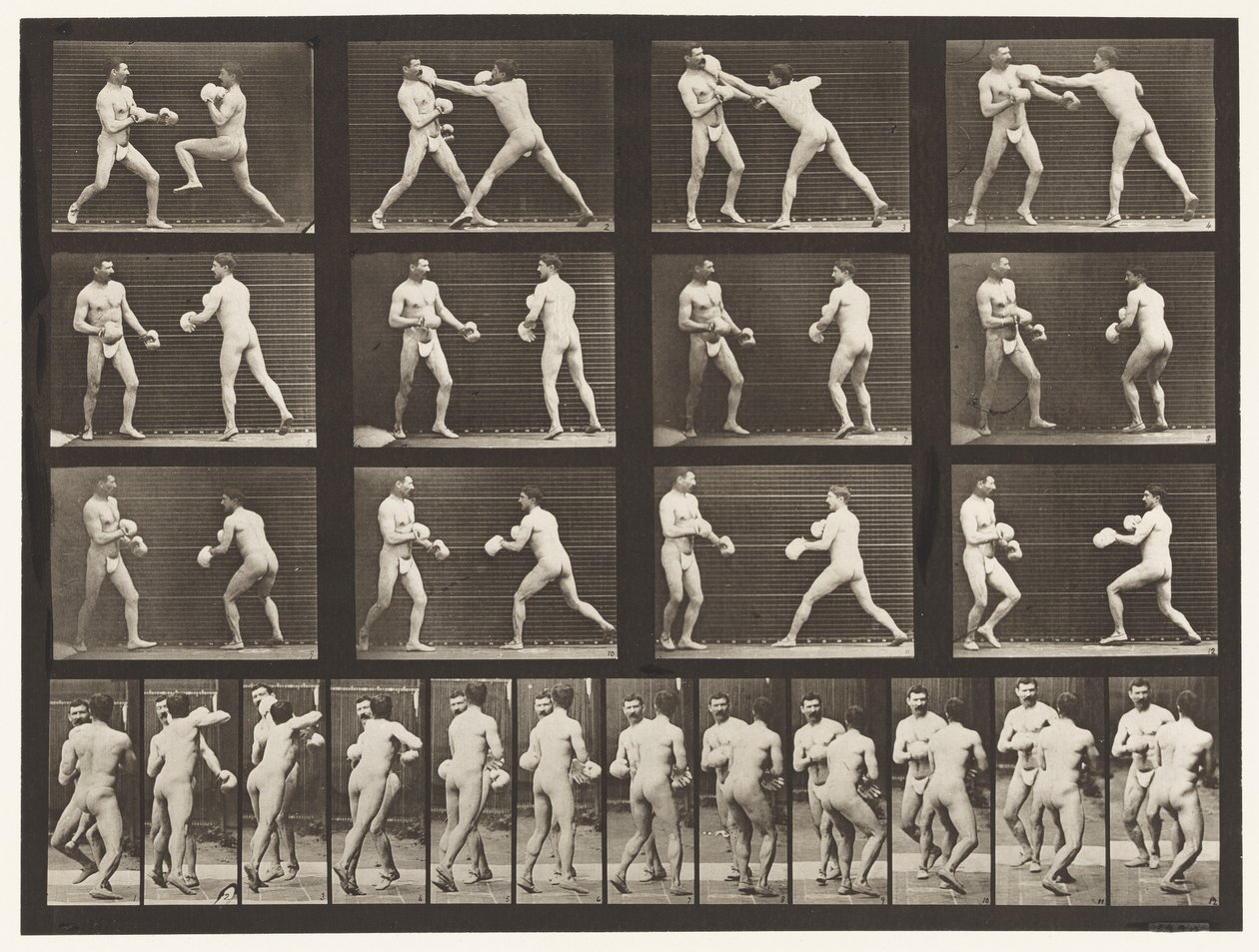 Talíř 335. Boxování; S Rukavicemi od Eadweard Muybridge