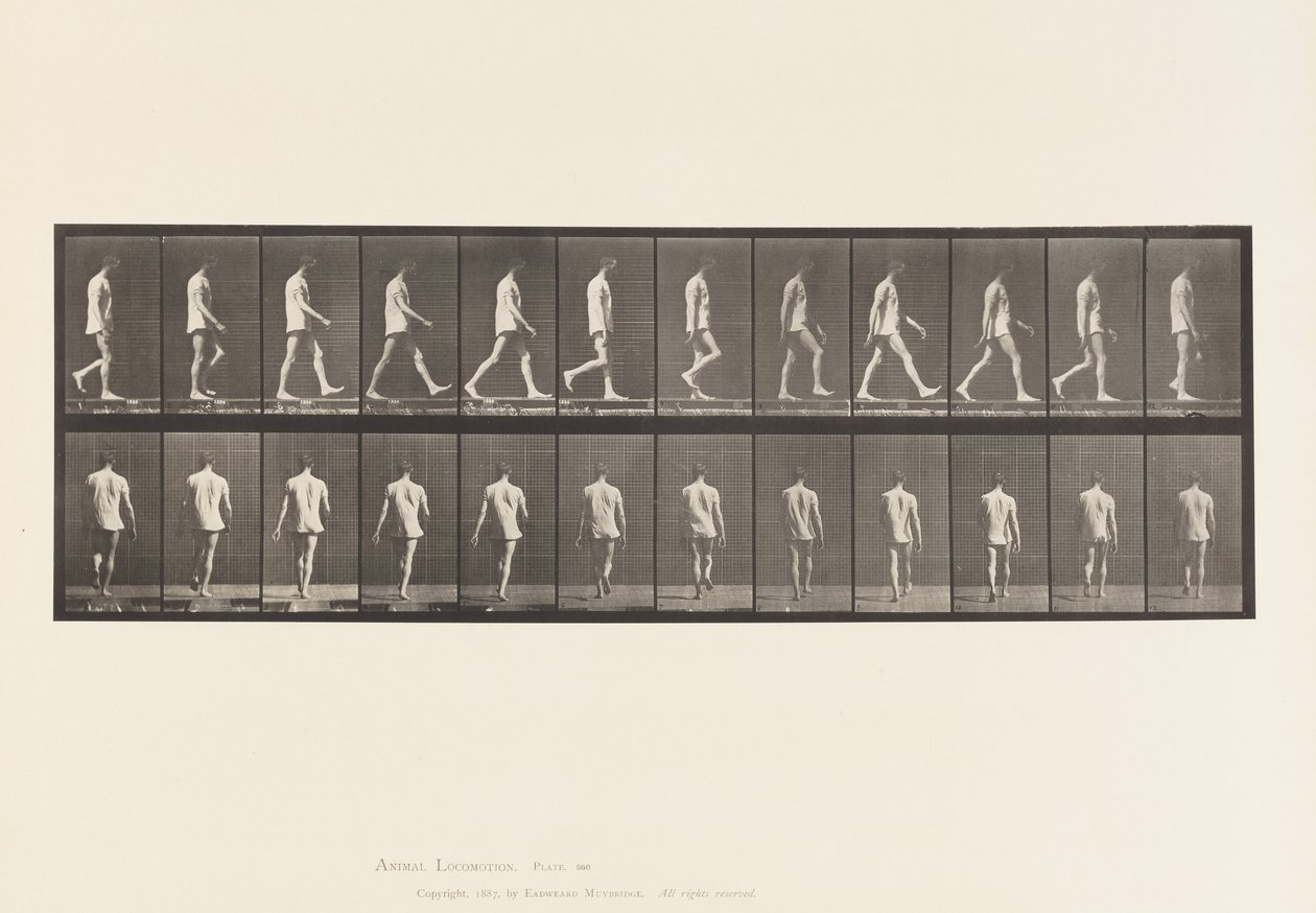 Deska 560.Lokomotorická ataxie; Chůze, 1885 od Eadweard Muybridge