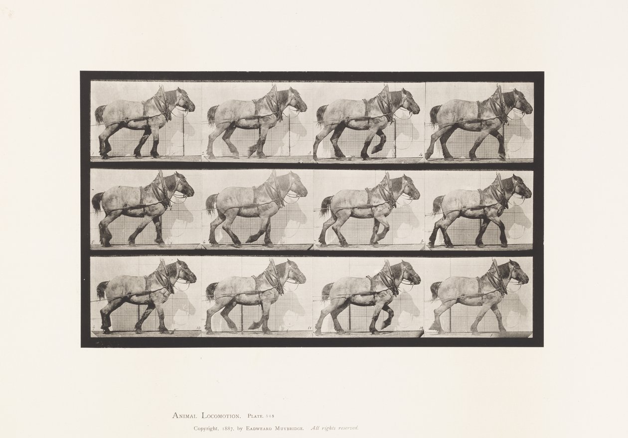 Talíř 565.Vytahování;Dark-Gray Belgian Horse Dusel od Eadweard Muybridge