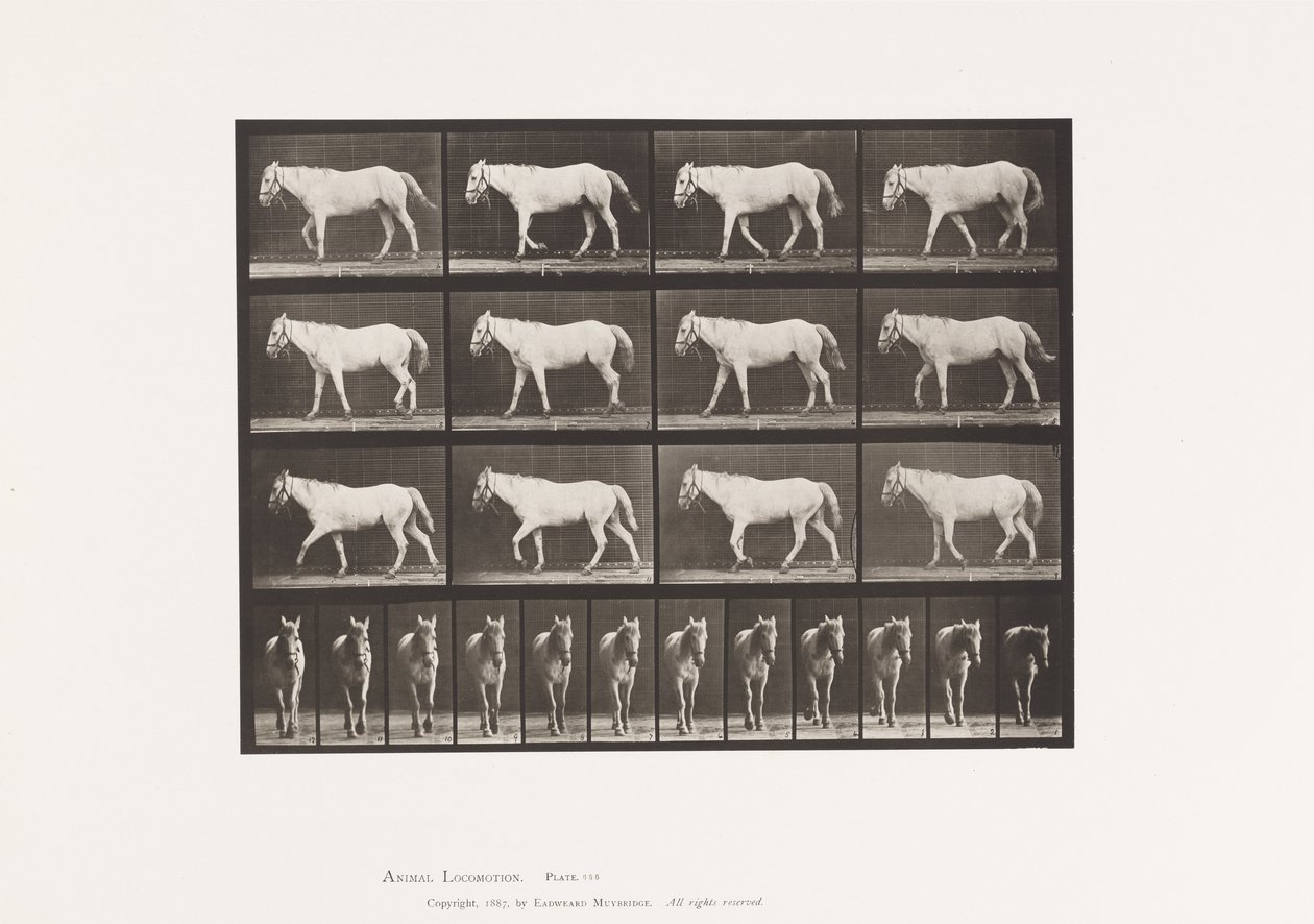 Talíř 656. Chůze; Volný, uvolnit; Osifikace chrupavky od Eadweard Muybridge