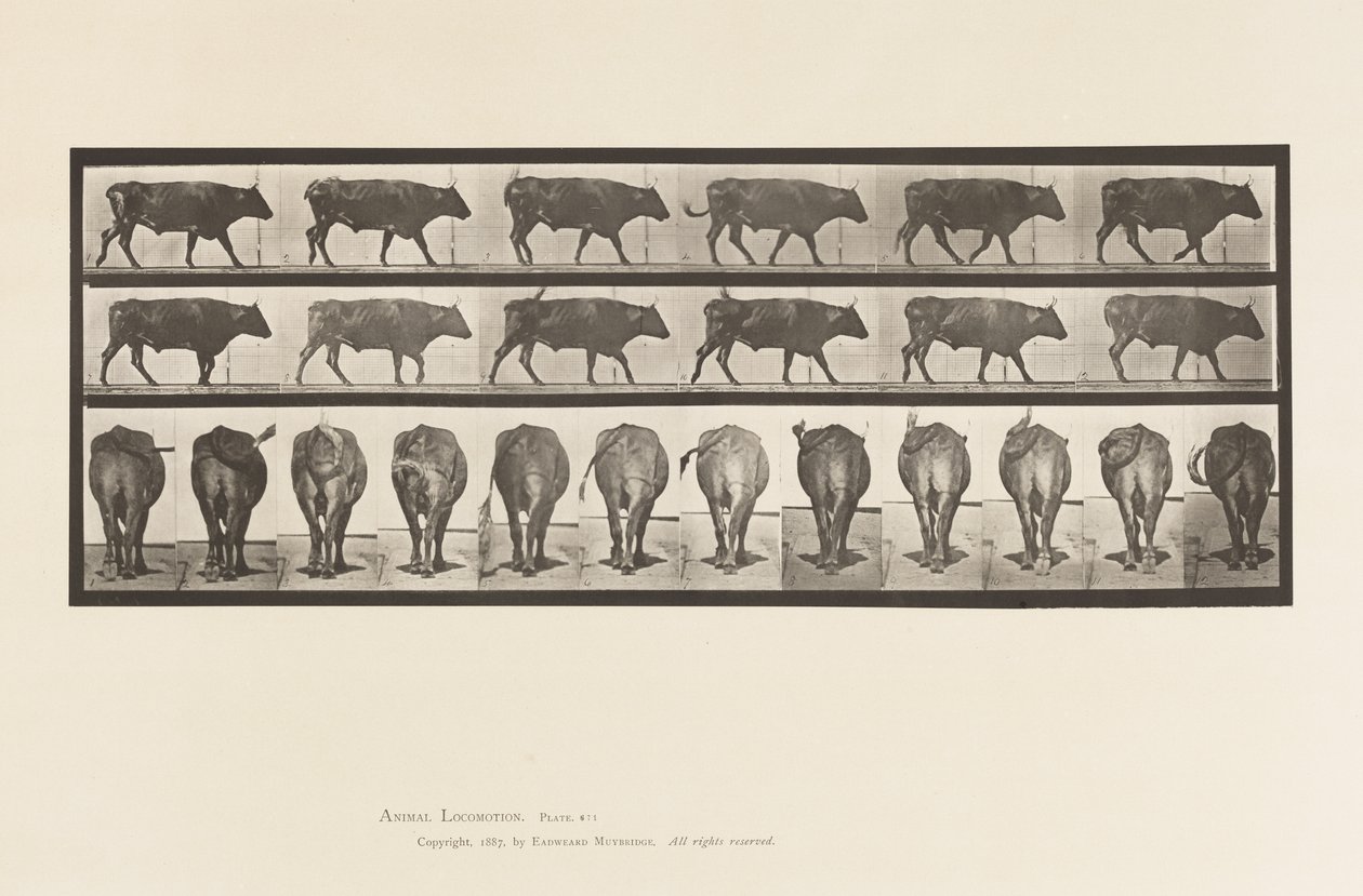 Talíř 671. Vůl; Chůze od Eadweard Muybridge