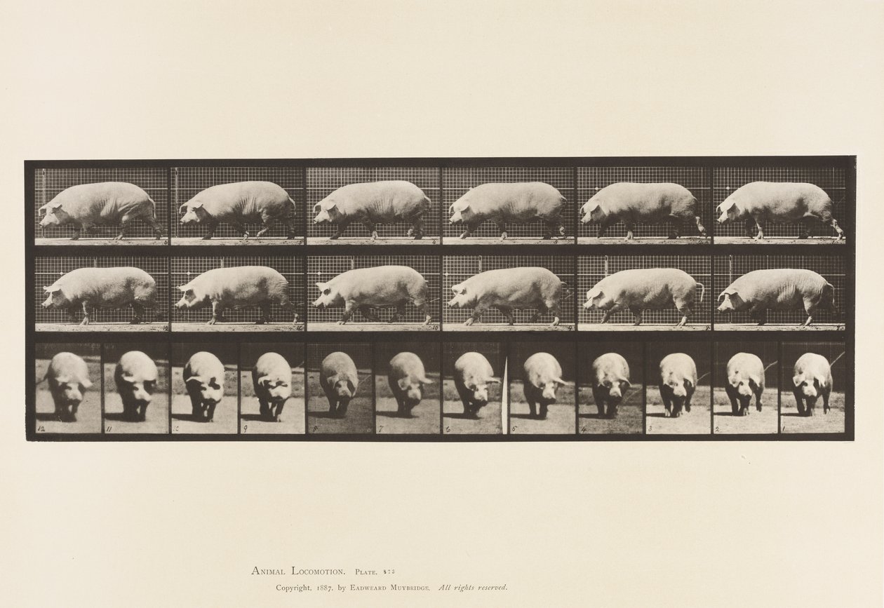 Talíř 673. Prasnice; Chůze od Eadweard Muybridge