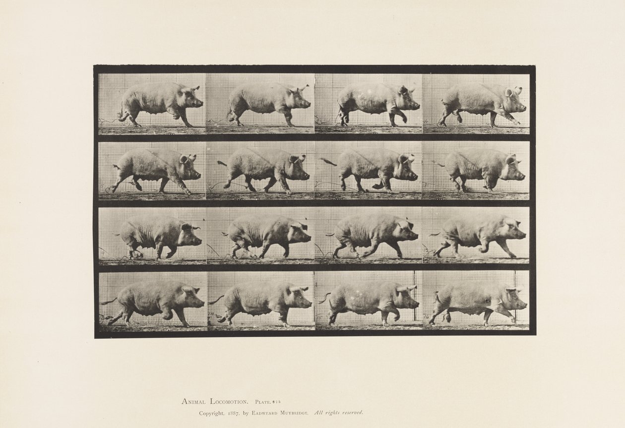 Talíř 675. Prasnice; Klusání od Eadweard Muybridge