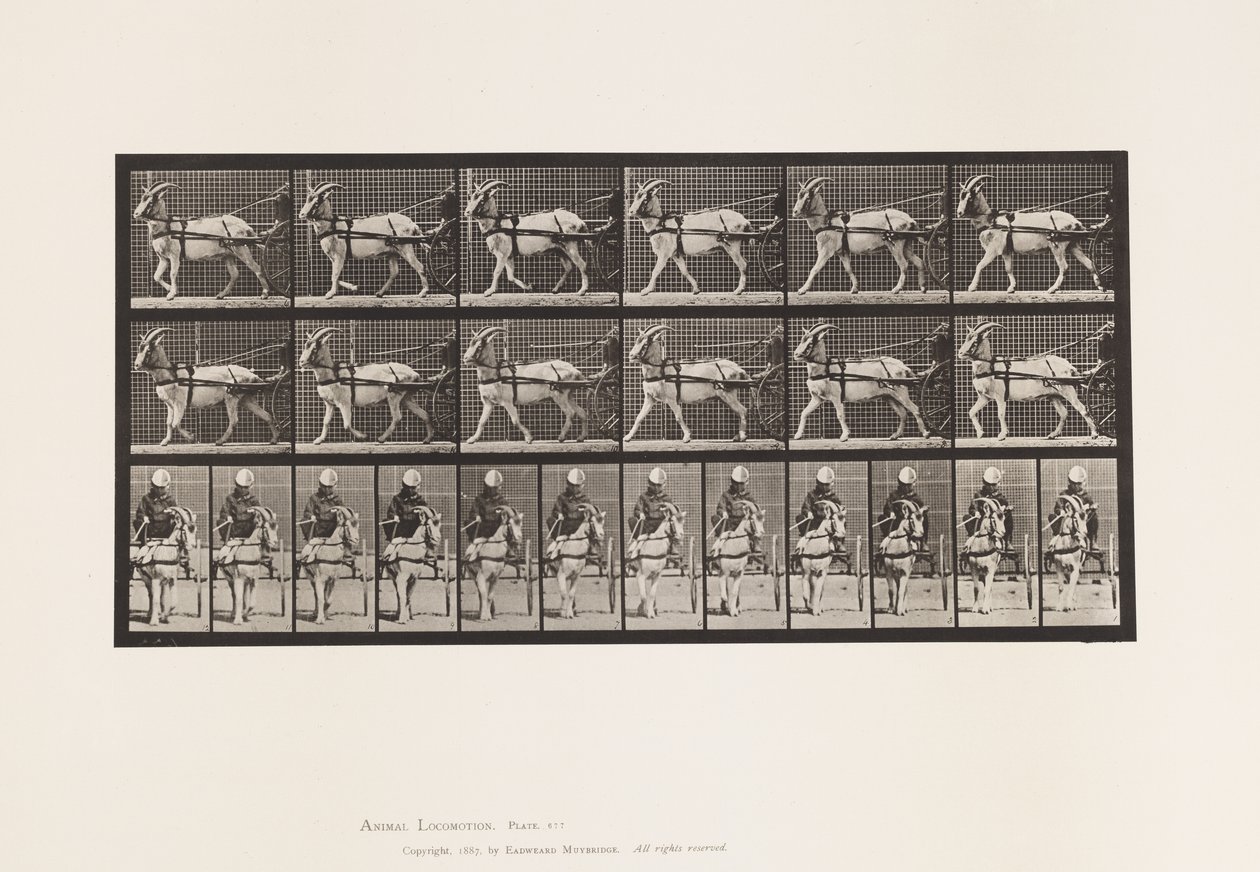Talíř 677. Koza; Procházka v Sulkách od Eadweard Muybridge
