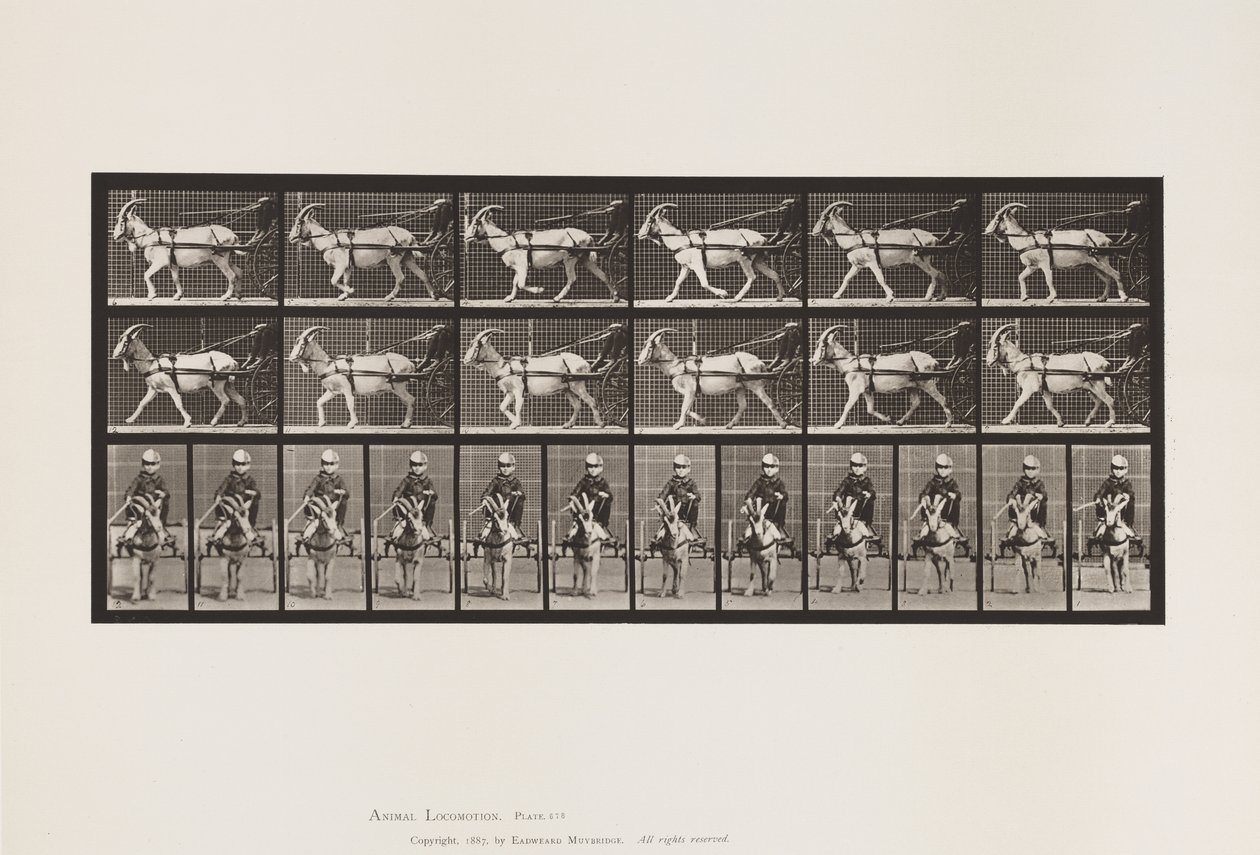 Talíř 678. Koza; Klus, v Sulkách od Eadweard Muybridge