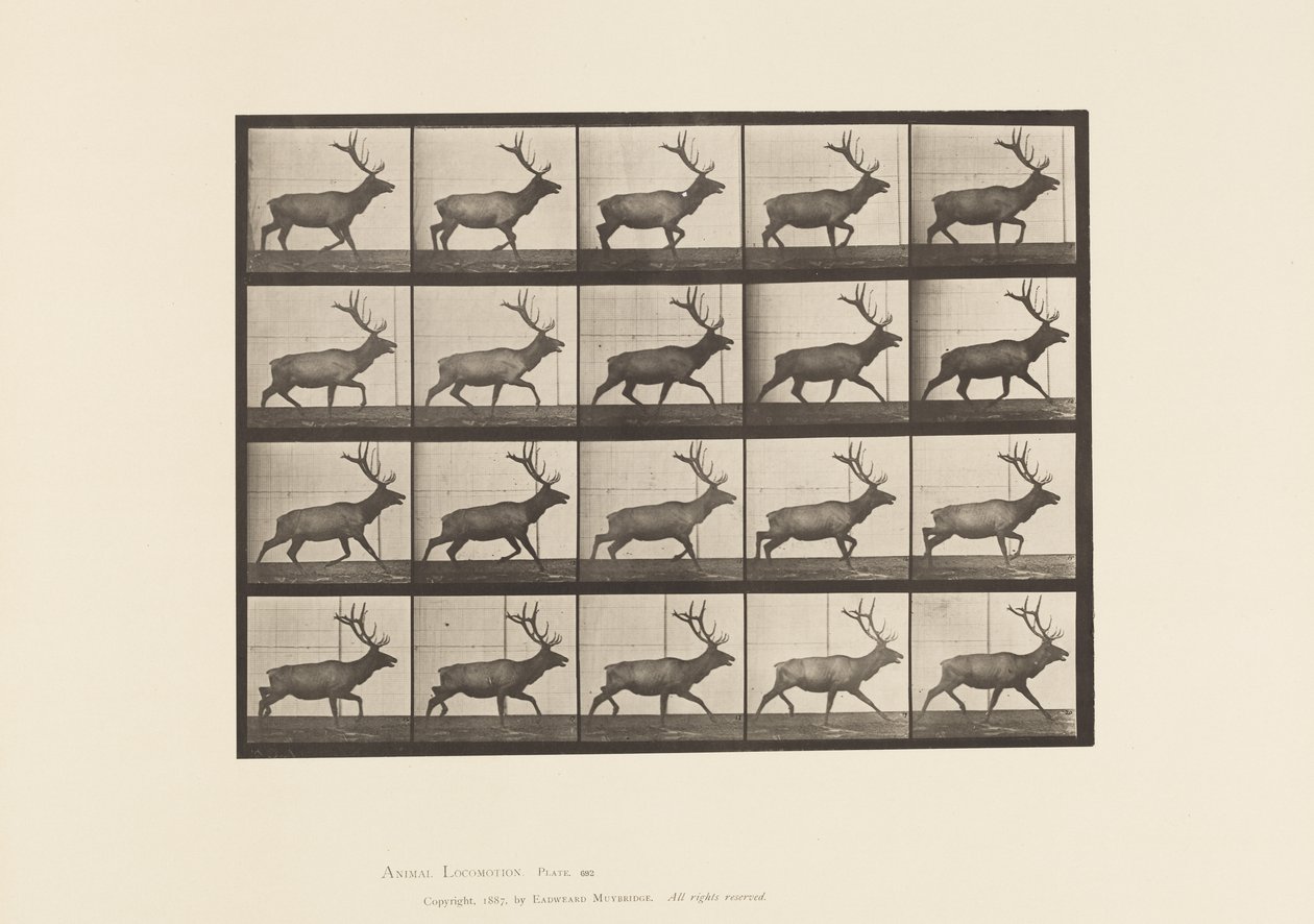 Talíř 692. Elk, Klus od Eadweard Muybridge