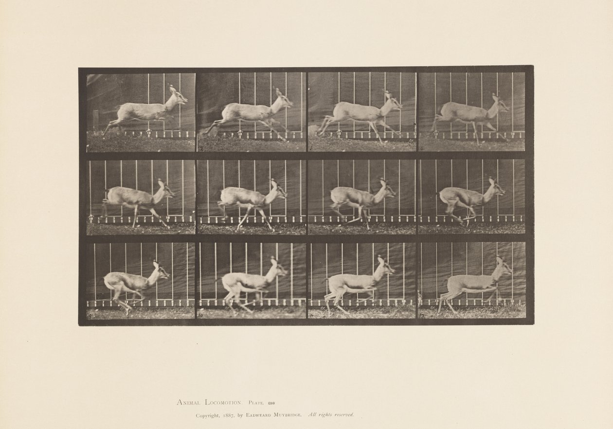 Talíř 698. Antilopa; Cval od Eadweard Muybridge