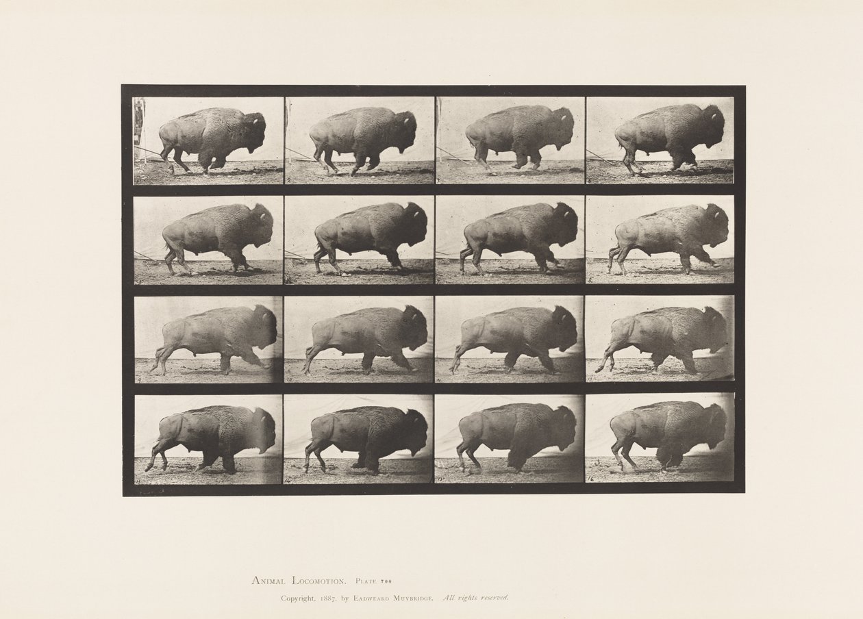 Talíř 700. Buvol; Cval od Eadweard Muybridge