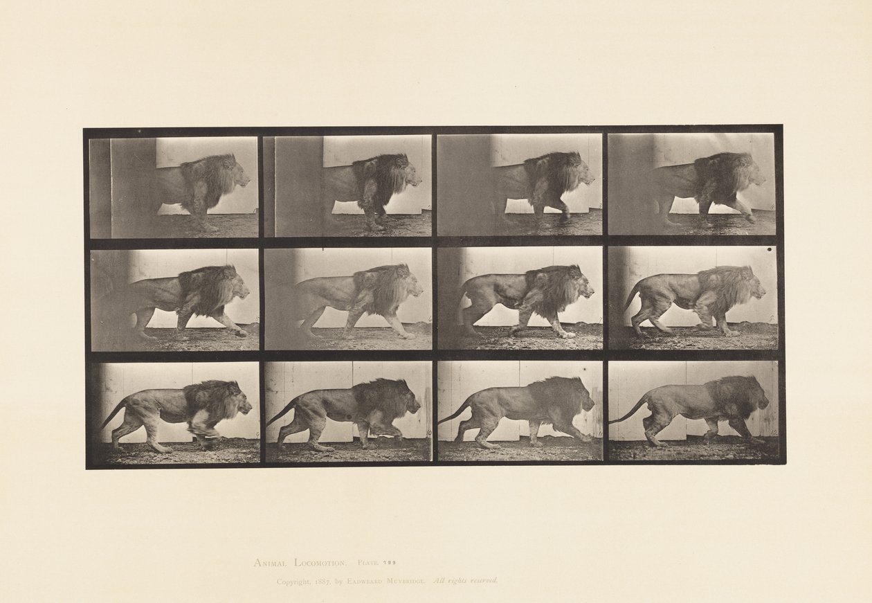 Talíř 722. Lev; Chůze od Eadweard Muybridge