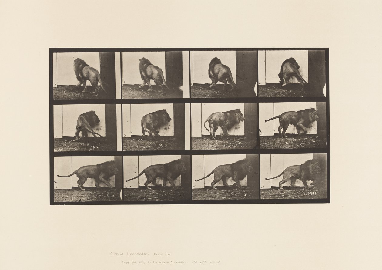 Talíř 725. Lev; Chůze, otáčení se od Eadweard Muybridge