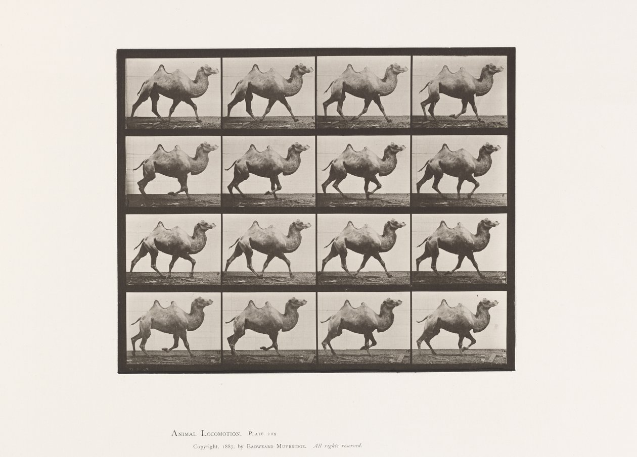 Talíř 738. Velbloud dvouhrbý; Regály od Eadweard Muybridge