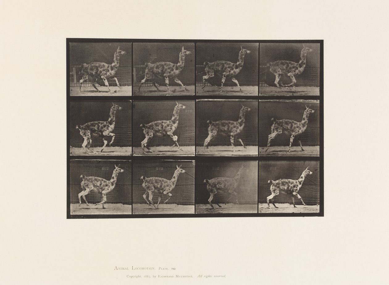 Talíř 743. Guanako; Cval od Eadweard Muybridge
