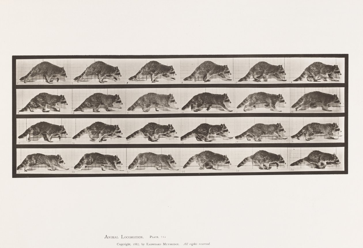 Talíř 744. Mýval; Chůze; Změnit na cval od Eadweard Muybridge