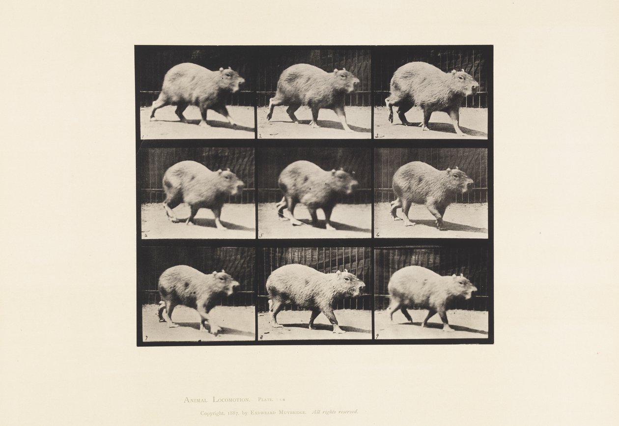 Talíř 746. Kapybara; Chůze od Eadweard Muybridge