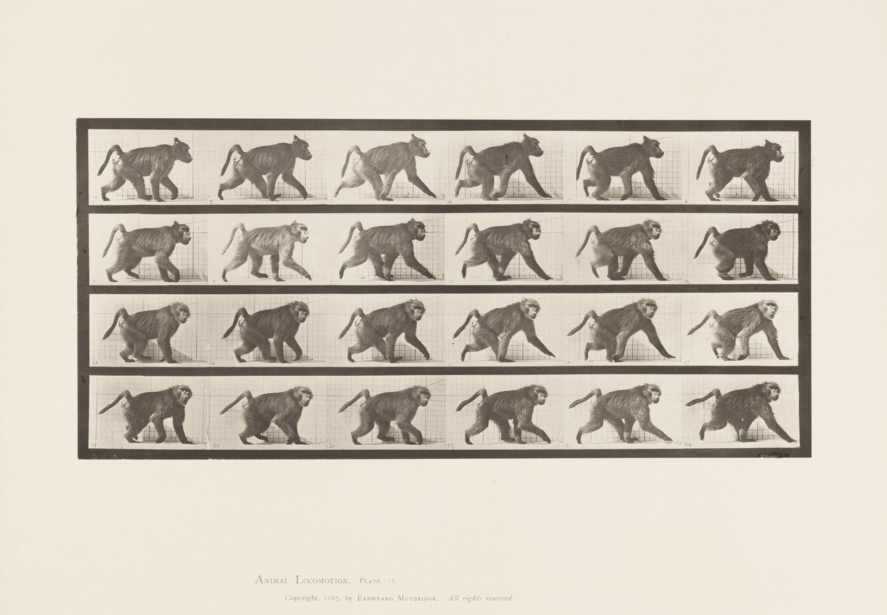 Talíř 748. Pavián; Chůze na všech čtyřech od Eadweard Muybridge