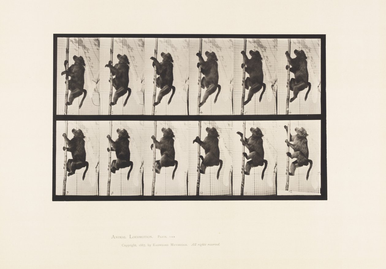Talíř 749. Pavián; Lezení na pól od Eadweard Muybridge