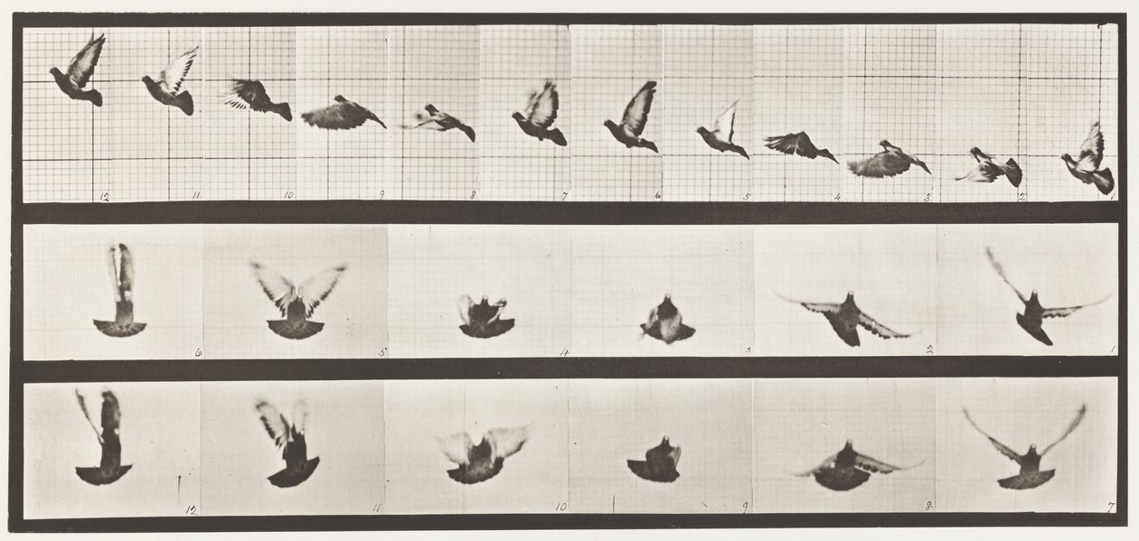 Talíř 755. Holub; Letící od Eadweard Muybridge