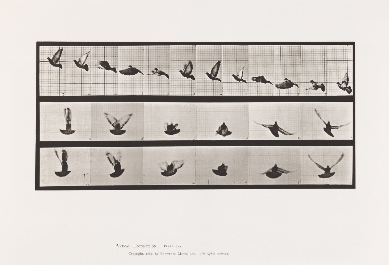 Talíř 755. Holub; Letící od Eadweard Muybridge