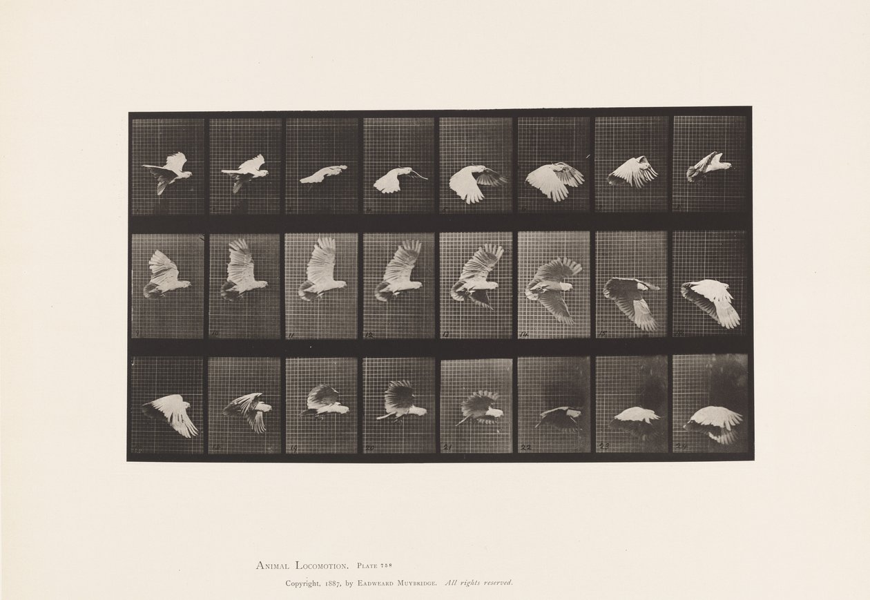 Talíř 758. Kakadu; Letící od Eadweard Muybridge