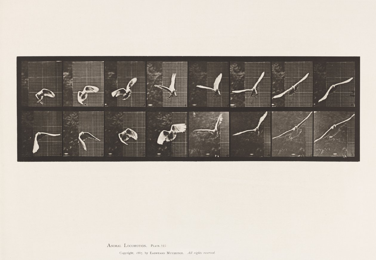 Talíř 761. Kakadu; Letící od Eadweard Muybridge