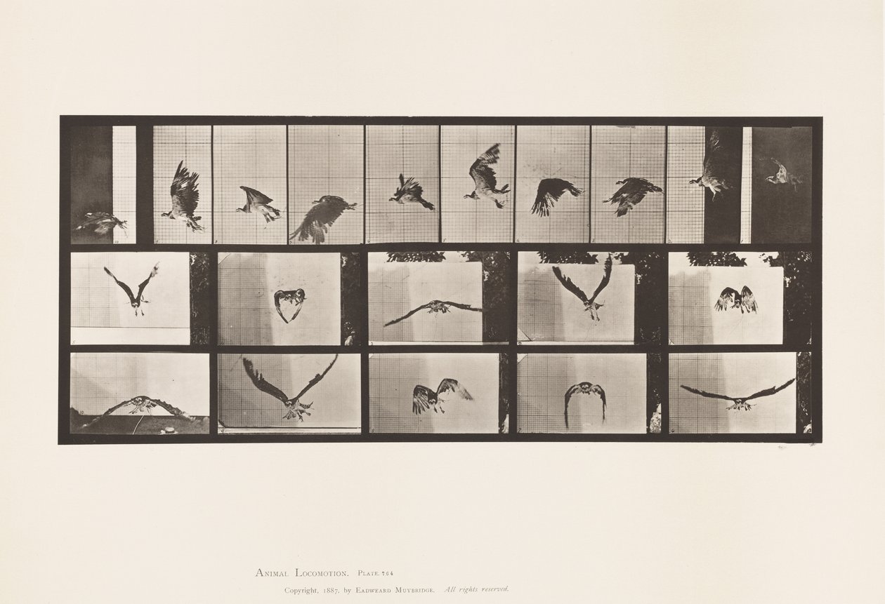 Talíř 764. Rybí jestřáb; Letící od Eadweard Muybridge