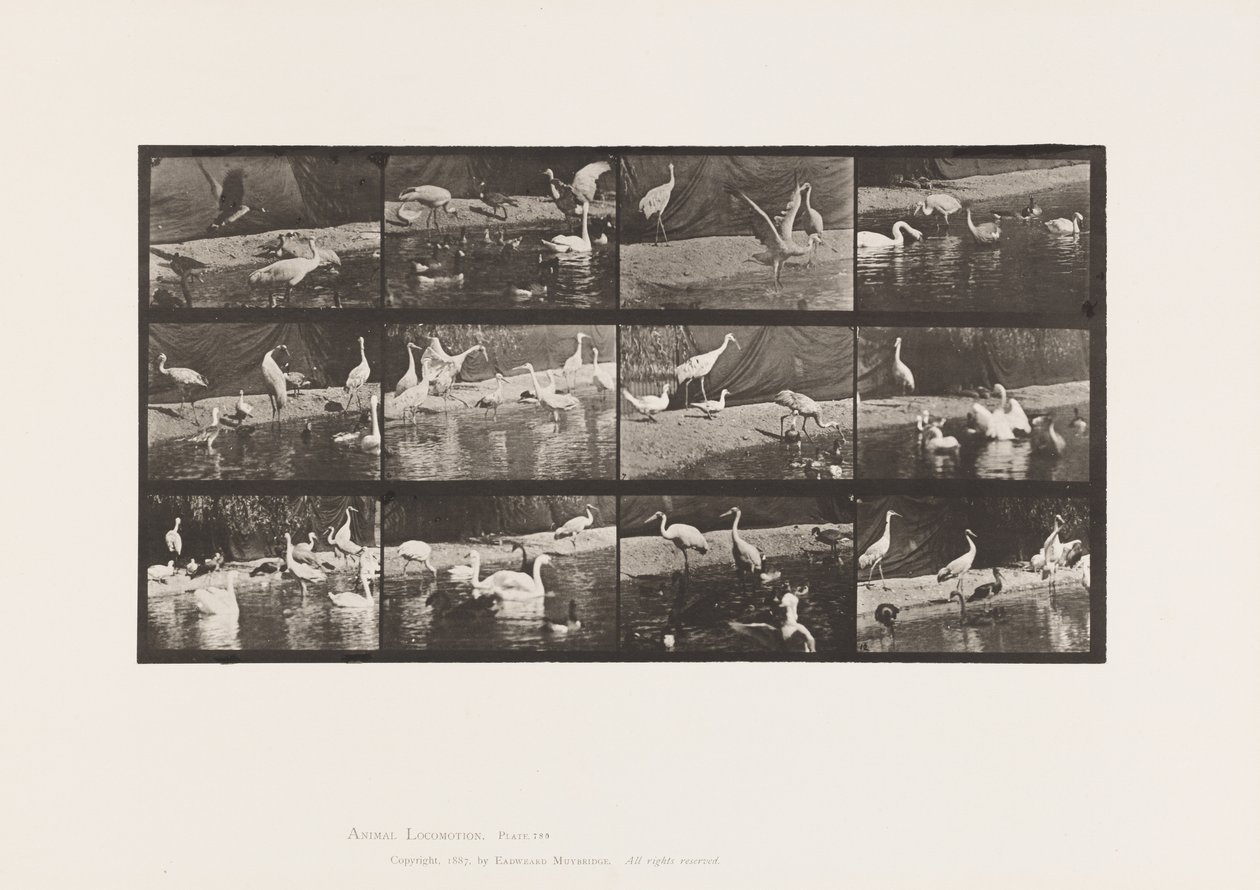 Talíř 780. Čápi; Labutě atd. od Eadweard Muybridge