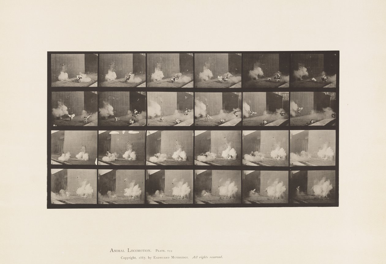 Talíř 781. Kuřata; Strach z torpéda od Eadweard Muybridge