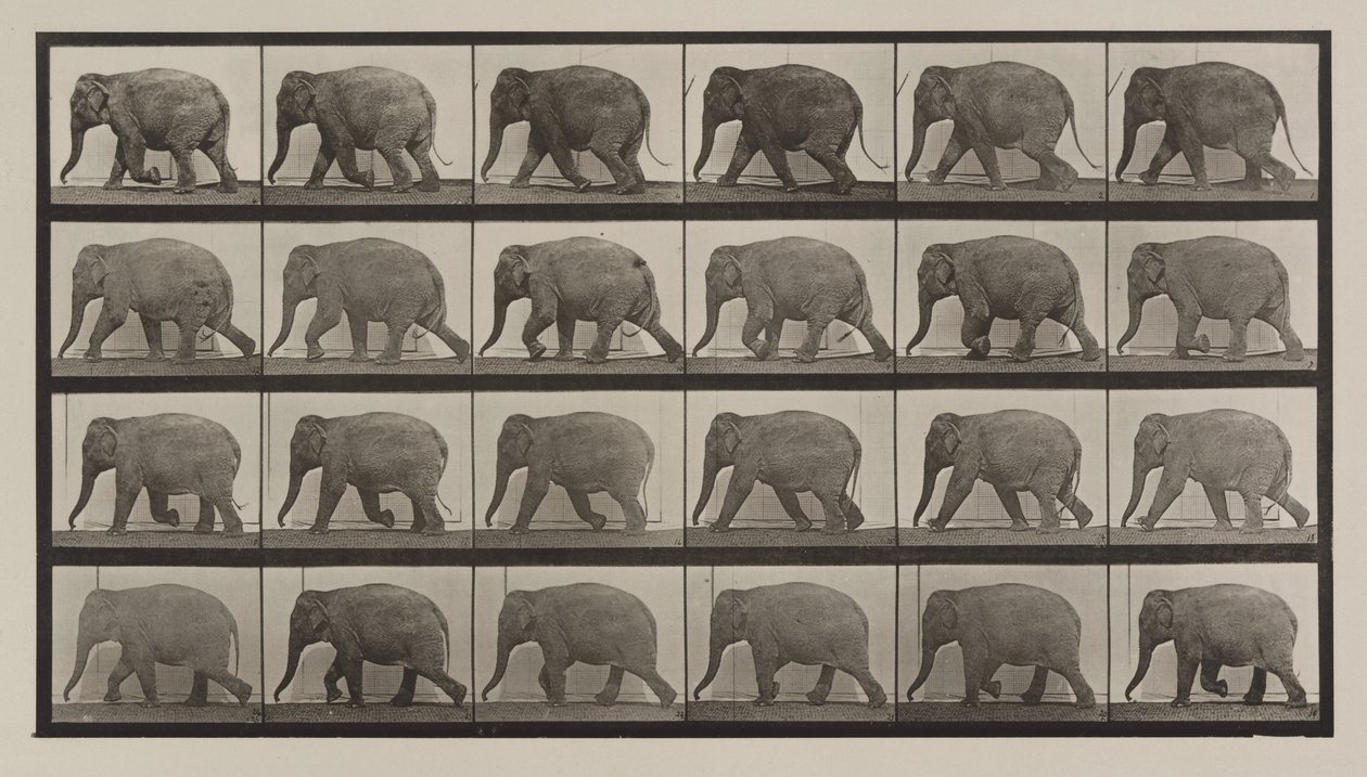 Číslo desky 733. Sloní chůze od Eadweard Muybridge