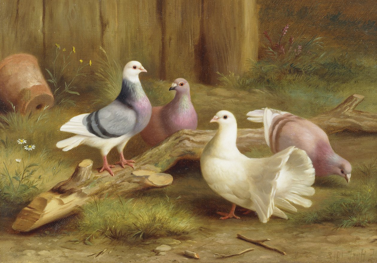 Holubice od Edgar Hunt