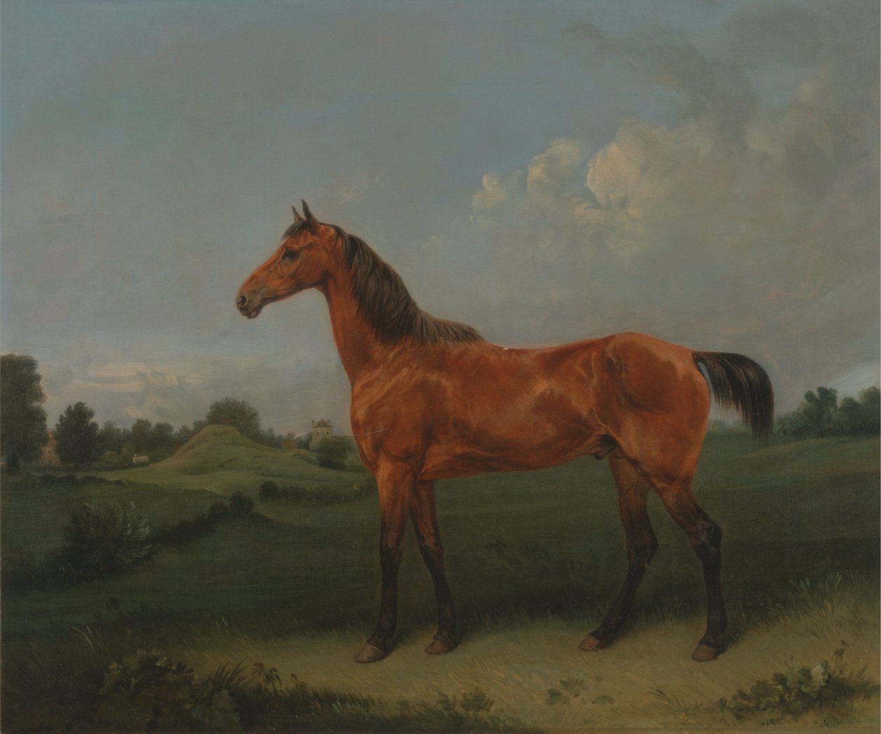 Bay Horse v poli od Edmund Bristow