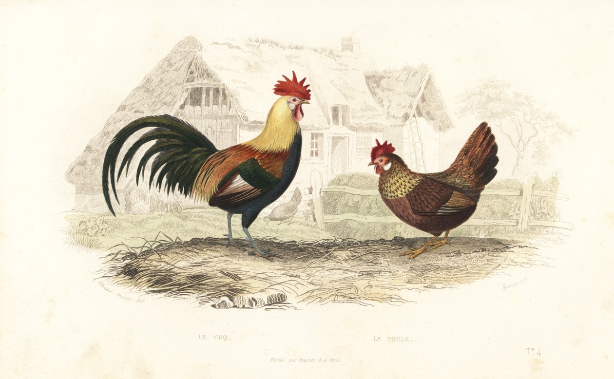 Kohout a slepice, Phasianus gallus. od Edouard (after) Travies