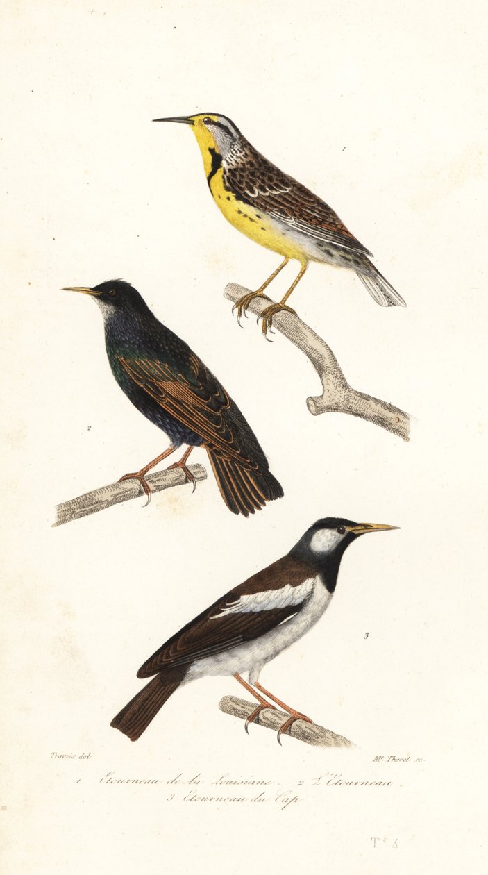 Skřivan východní, špaček a myna strakatá. od Edouard (after) Travies