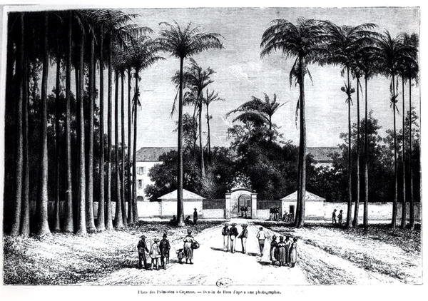 Place des Palmistes, Cayenne, Guyana od Edouard Riou