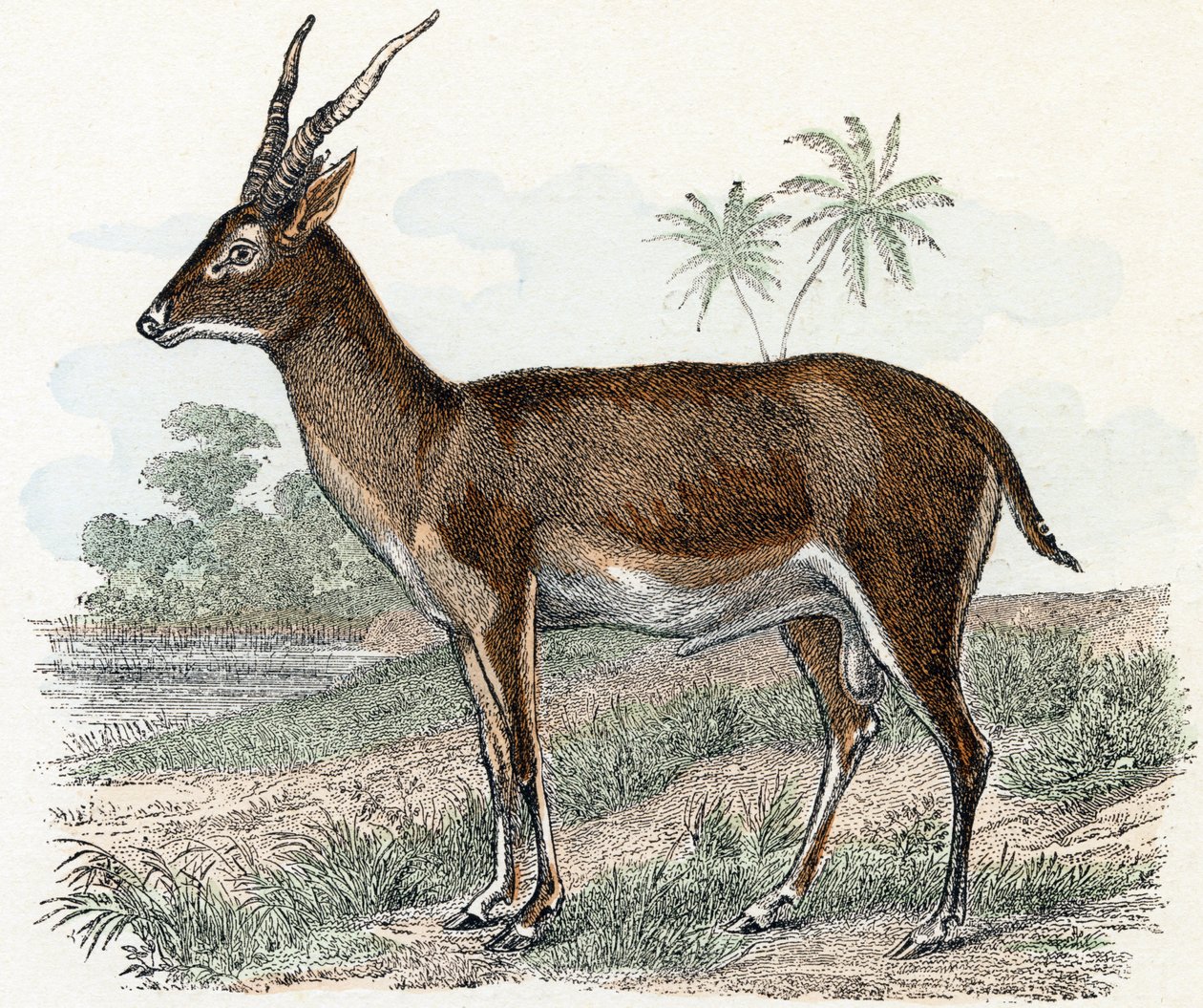 Antilope z „Zvířata ilustrovaná abeceda“ od Edouard Travies