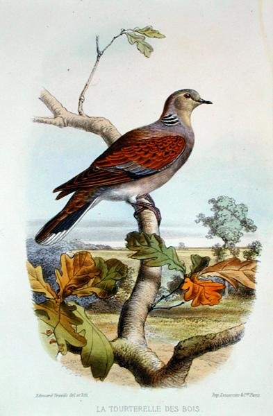 Želva (barevná litho) od Edouard Travies
