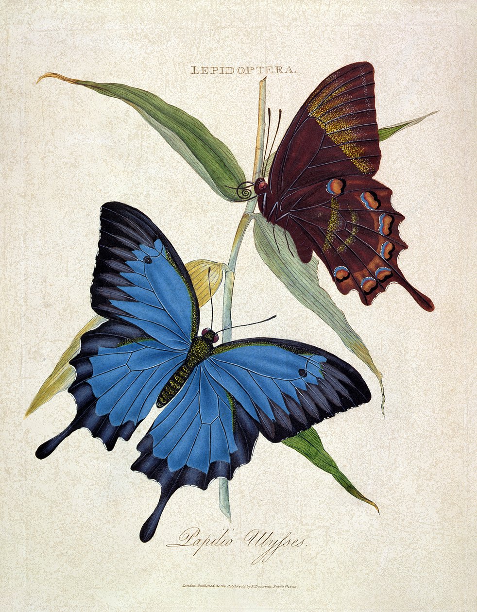 Motýl: Papilio Ulysses, hospoda. od umělce, 1800 od Edward Donovan