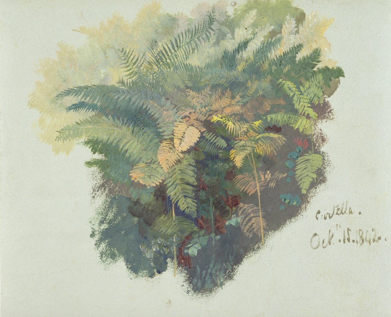 A Study of Ferns, Civella, 1842, (olej na šedém tkaném papíře) od Edward Lear