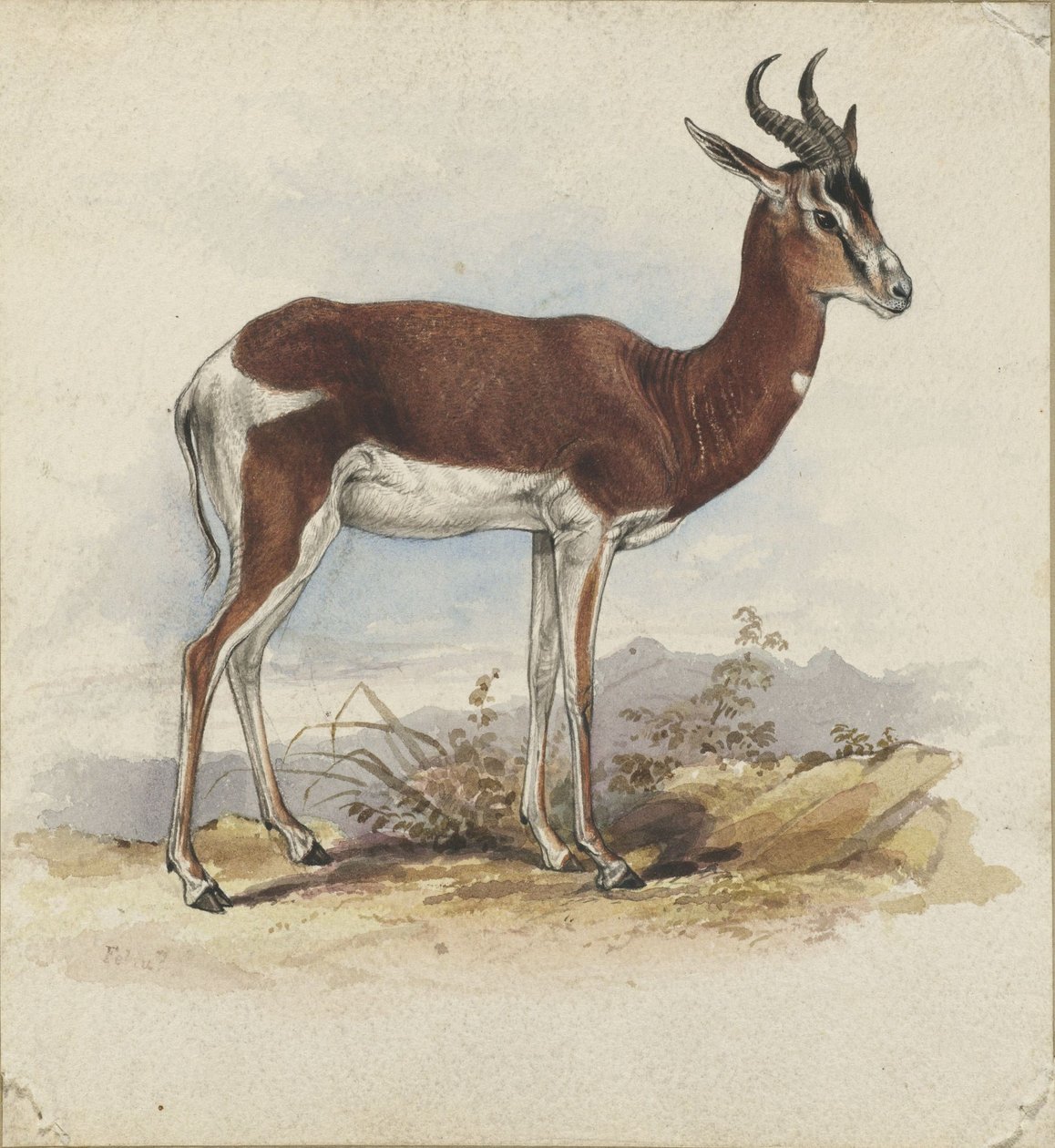 Antilopa od Edward Lear