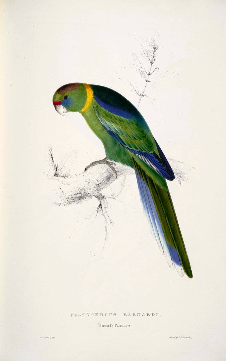 Barnardius zonarius od Edward Lear