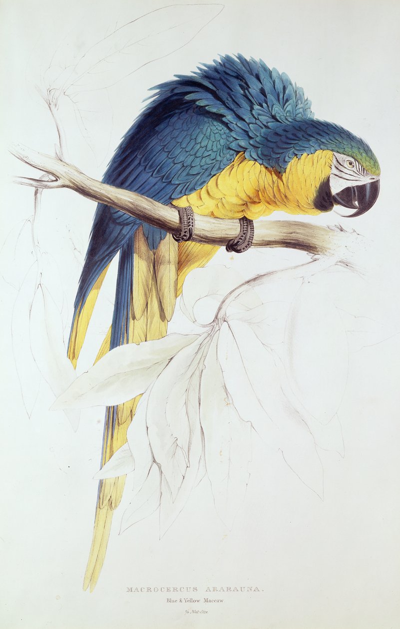 Modrý a žlutý papoušek (barevné gravírování) od Edward Lear