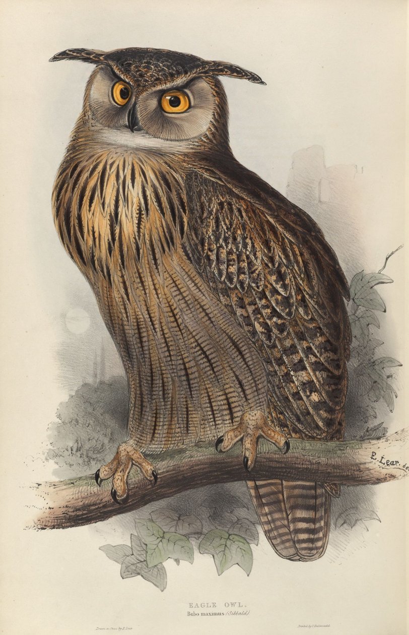 Bubo maximus od Edward Lear