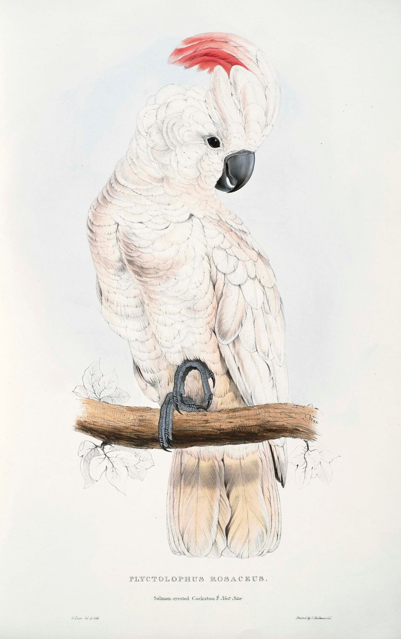 Cacatua moluccensis od Edward Lear