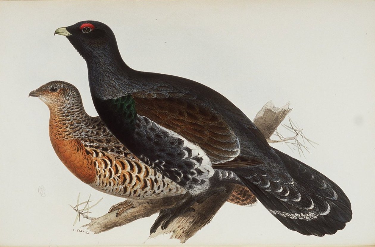 Kohout dřeva od Edward Lear