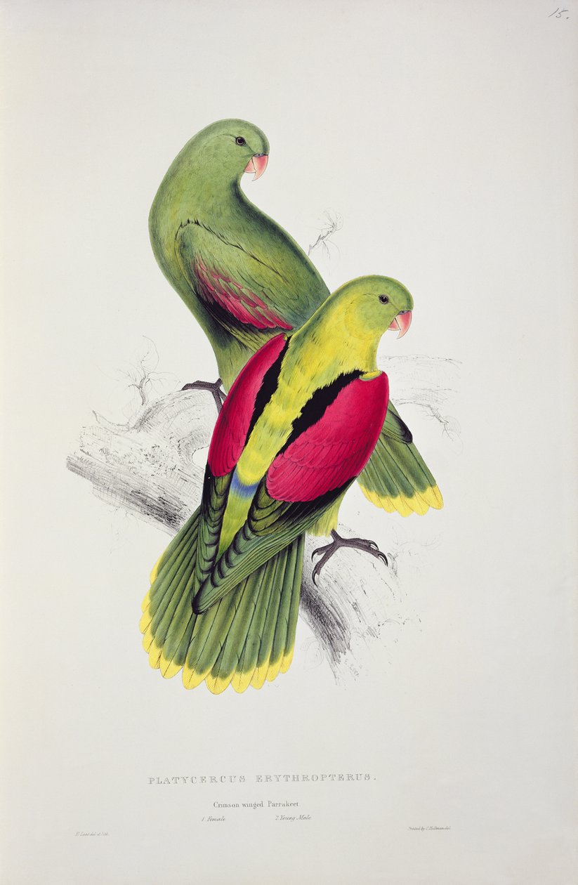 Andulka karmínová od Edward Lear