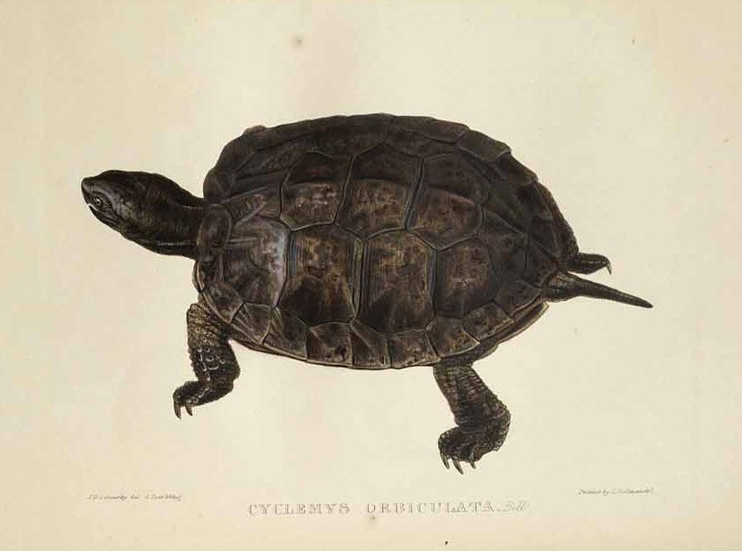 Cyclemys orbiculata od Edward Lear