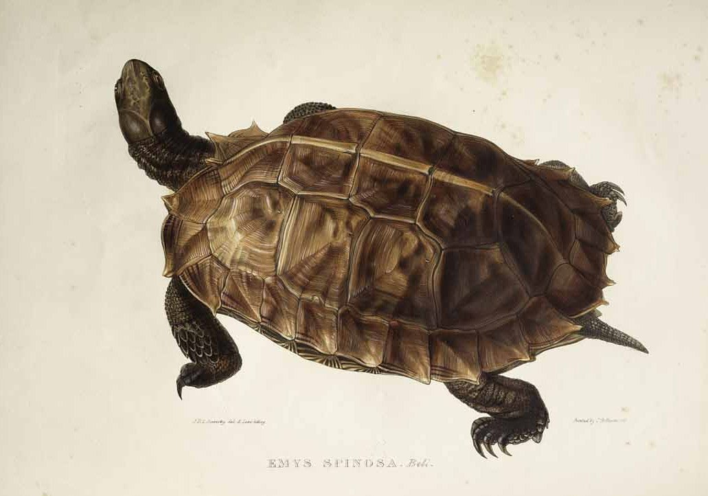 Emys spinosa od Edward Lear