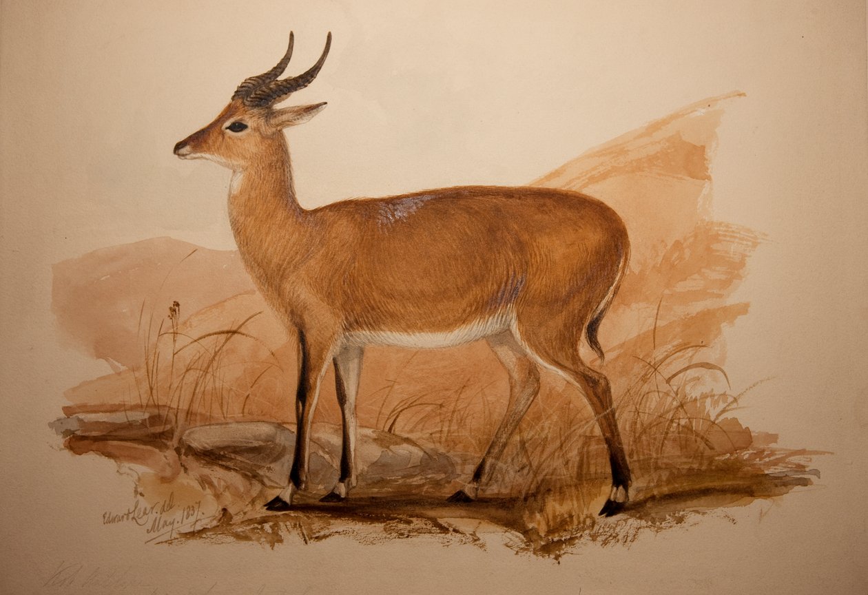 Antilopa Kob, 1837 od Edward Lear