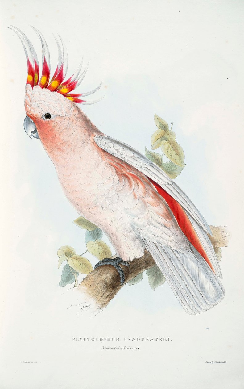 Lophochroa leadbeateri od Edward Lear
